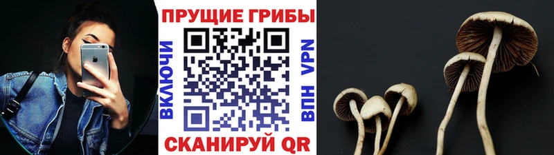 Галлюциногенные грибы прущие грибы  Козловка 